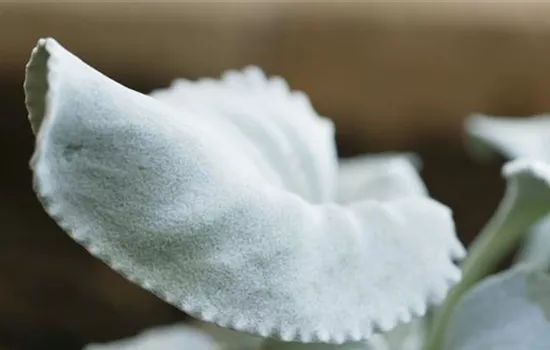 Silberblatt (Senecio) - Einpflanzen im Garten Silberblatt (Senecio) - Einpflanzen im Garten