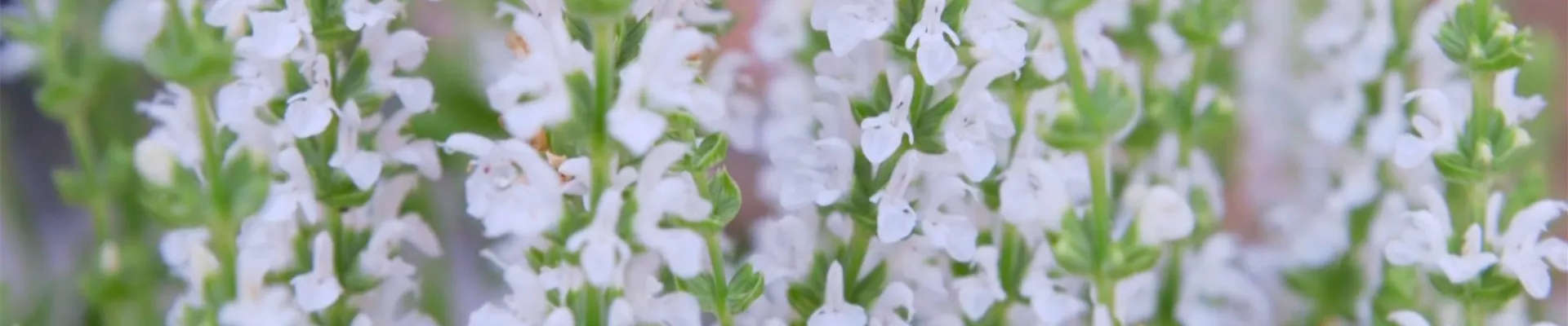 Steppensalbei - Einpflanzen im Garten (thumbnail)