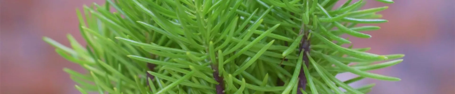 Senecio Himalaya - Umtopfen (Thumbnail)