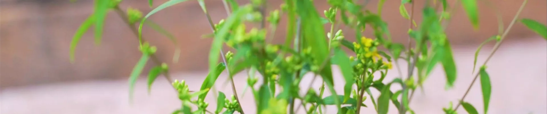 Goldrute - Einpflanzen im Garten (Thumbnail)
