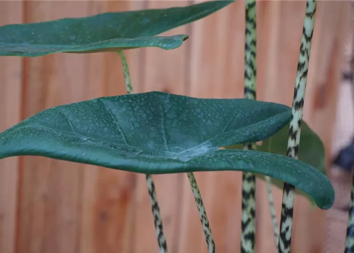 Zimmerpflanzen Zimmerpflanzen