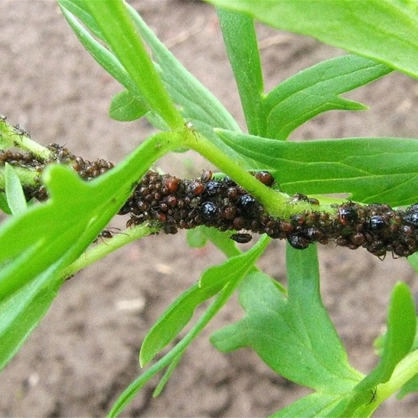 Blattläuse an Stauden und Sommerblumen