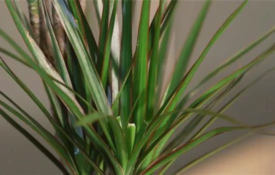 Zimmerpflanzenportrait - Drachenbaum