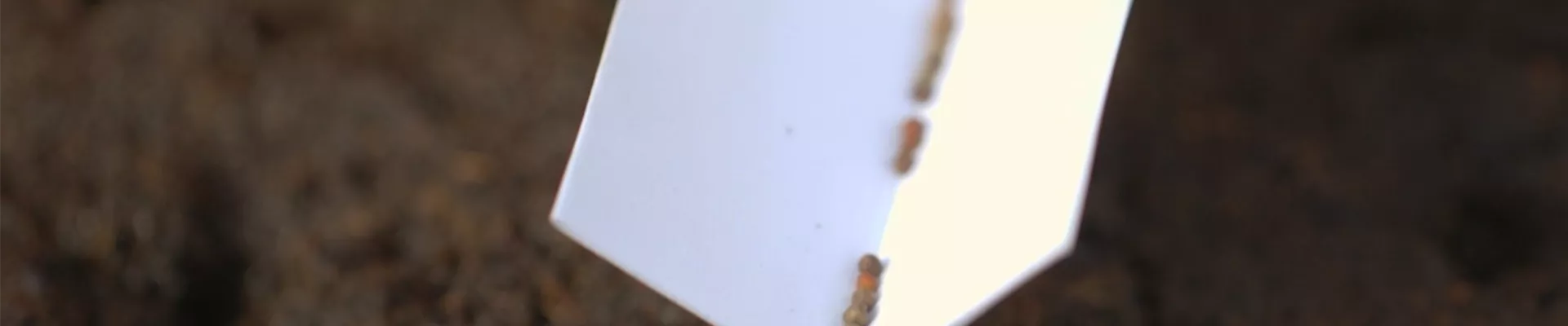 Brokkoli - Aussaat (Thumbnail)