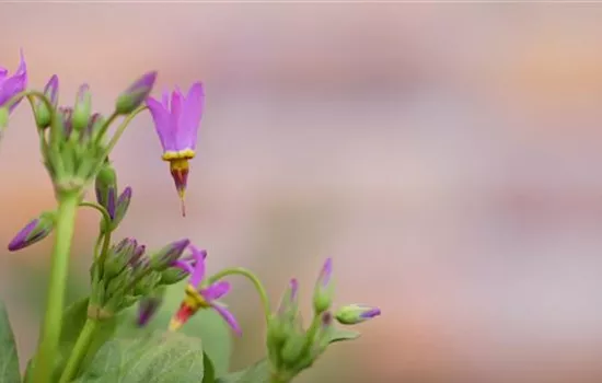 Götterblume - Einpflanzen im Garten