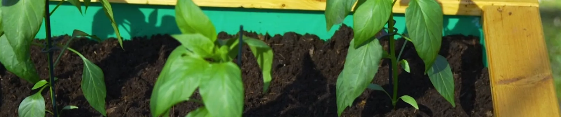 Jalapeno Paprika - Einpflanzen im Hochbeet (Thumbnail)