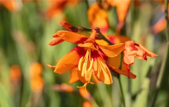 Montbretie - Einpflanzen im Garten