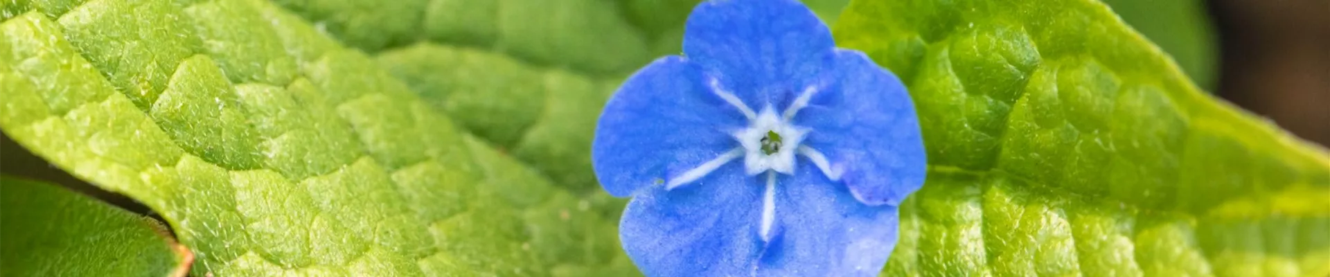 Gedenkemein - Einpflanzen im Garten (Thumbnail)