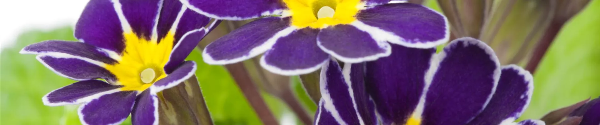Schlüsselblume - Einpflanzen im Garten (Thumbnail)