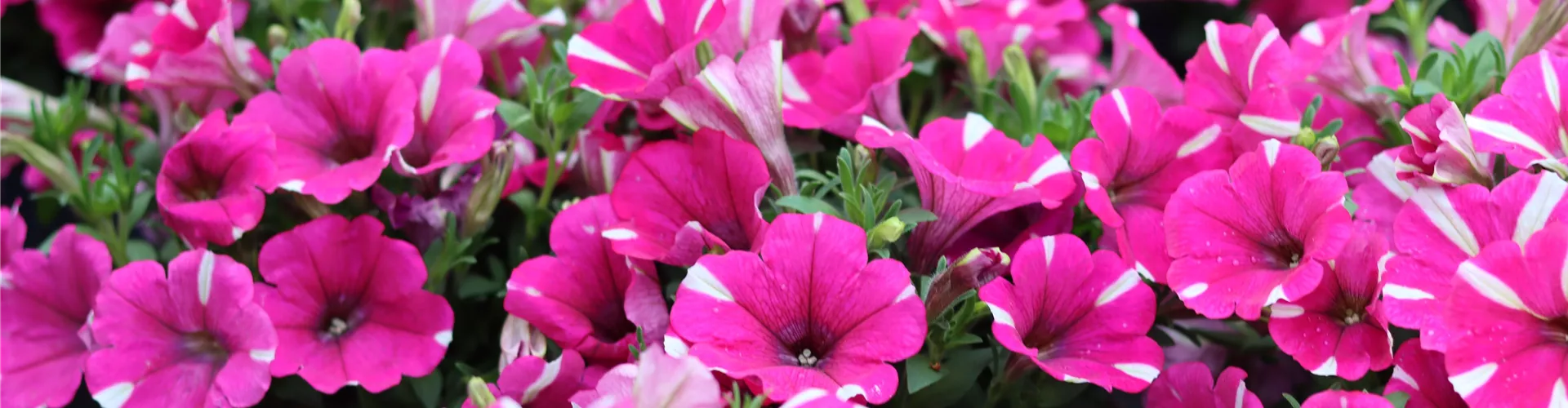 IMG_2100-0-0-6960-4640 IMG_2100-0-0-6960-4640