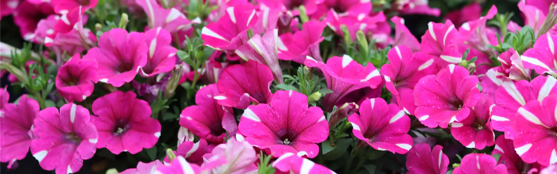 IMG_2100-0-0-6960-4640 IMG_2100-0-0-6960-4640