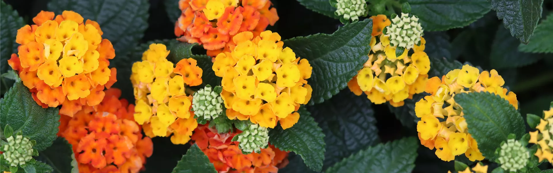 IMG_1785-0-0-6960-3915 IMG_1785-0-0-6960-3915