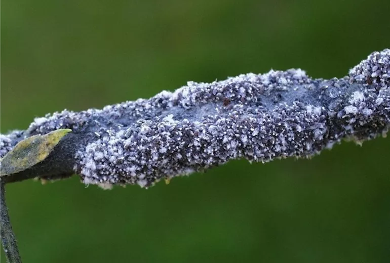 Apfelblutlaus2-800x600