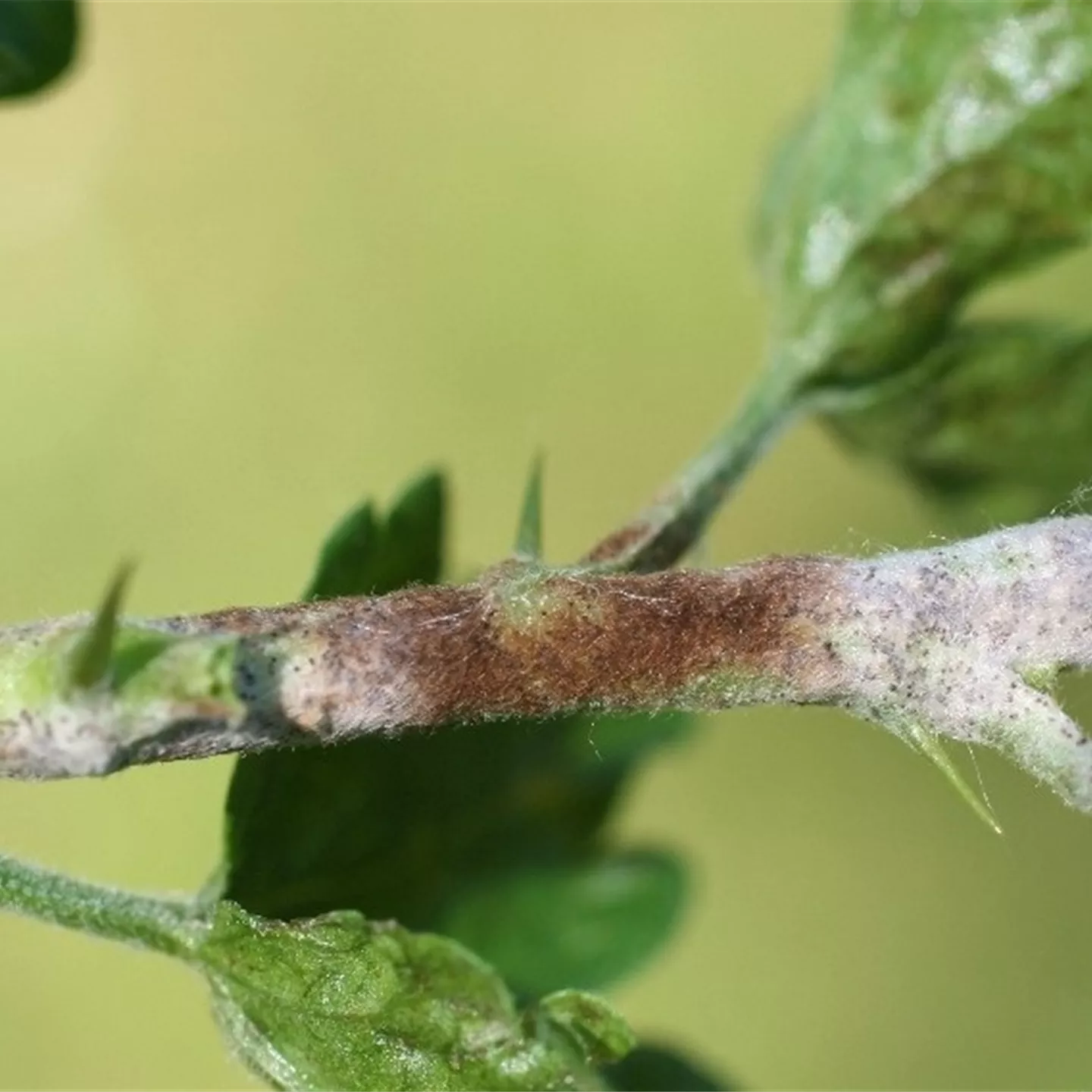 Echter Mehltau an Stachelbeeren