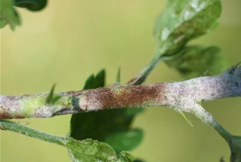 Stachelbeeremehltautrieb1-800x600