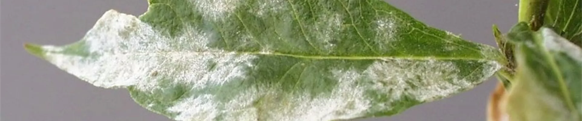 Phloxechtermehltau1-800x600