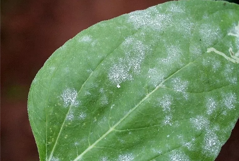 Helianthusechtermehltau1-800x600