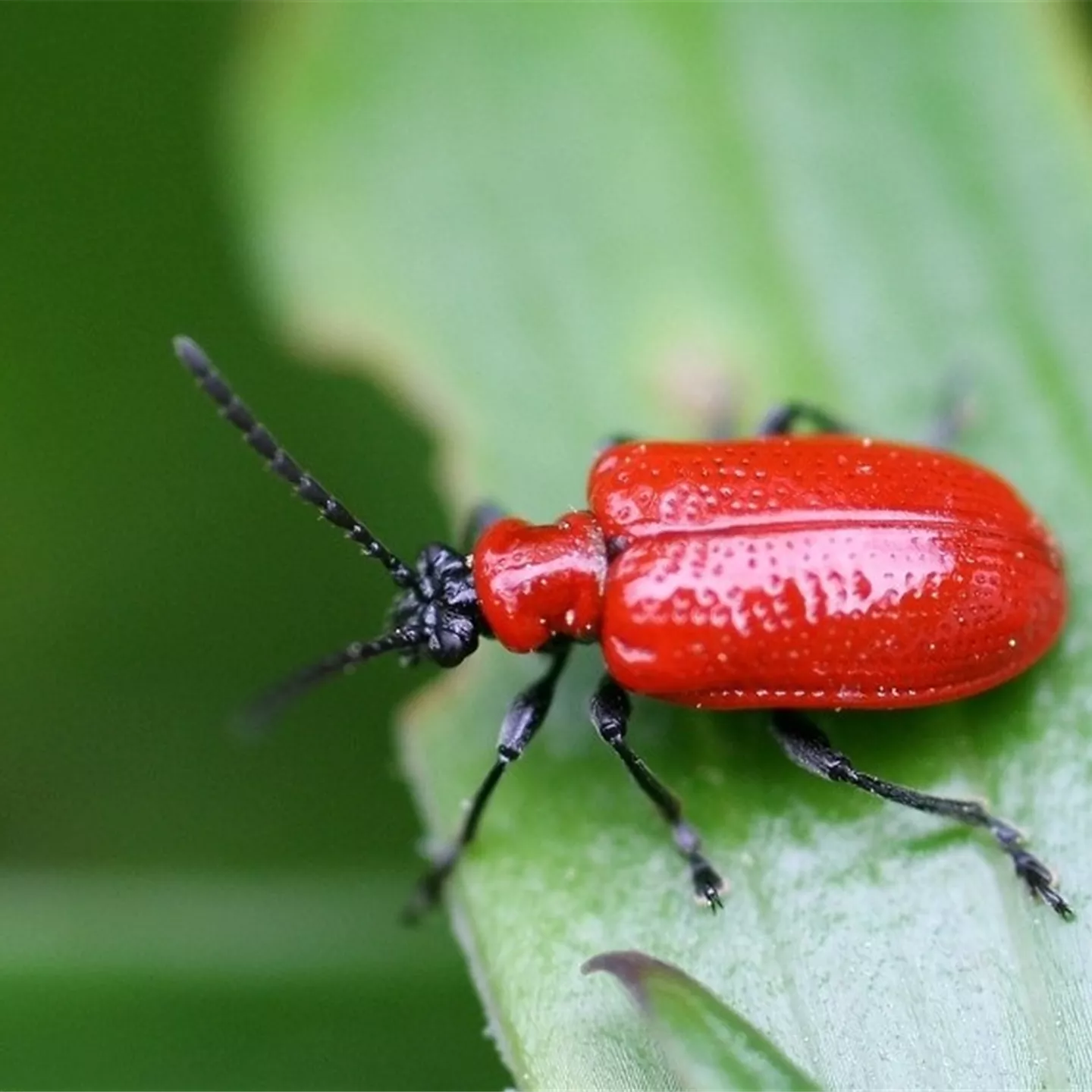 Fraßschäden an Stauden und Sommerblumen
