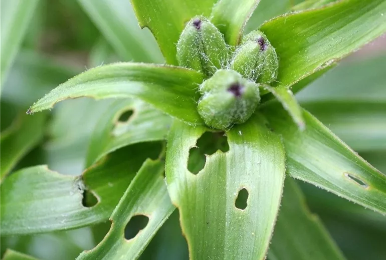 Lilienhaehnchenschadbild1-800x600