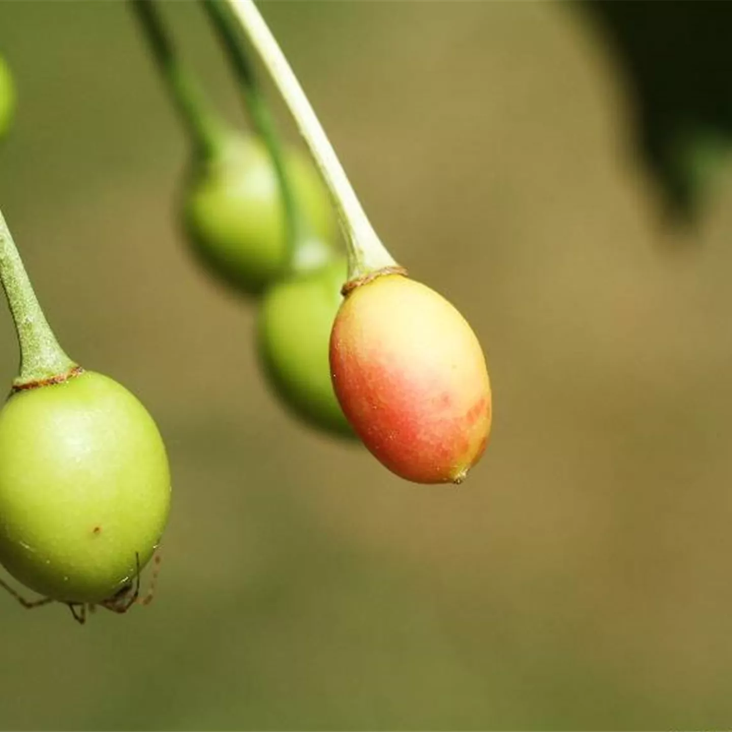 Fruchtfall oder Röteln an Kirschen