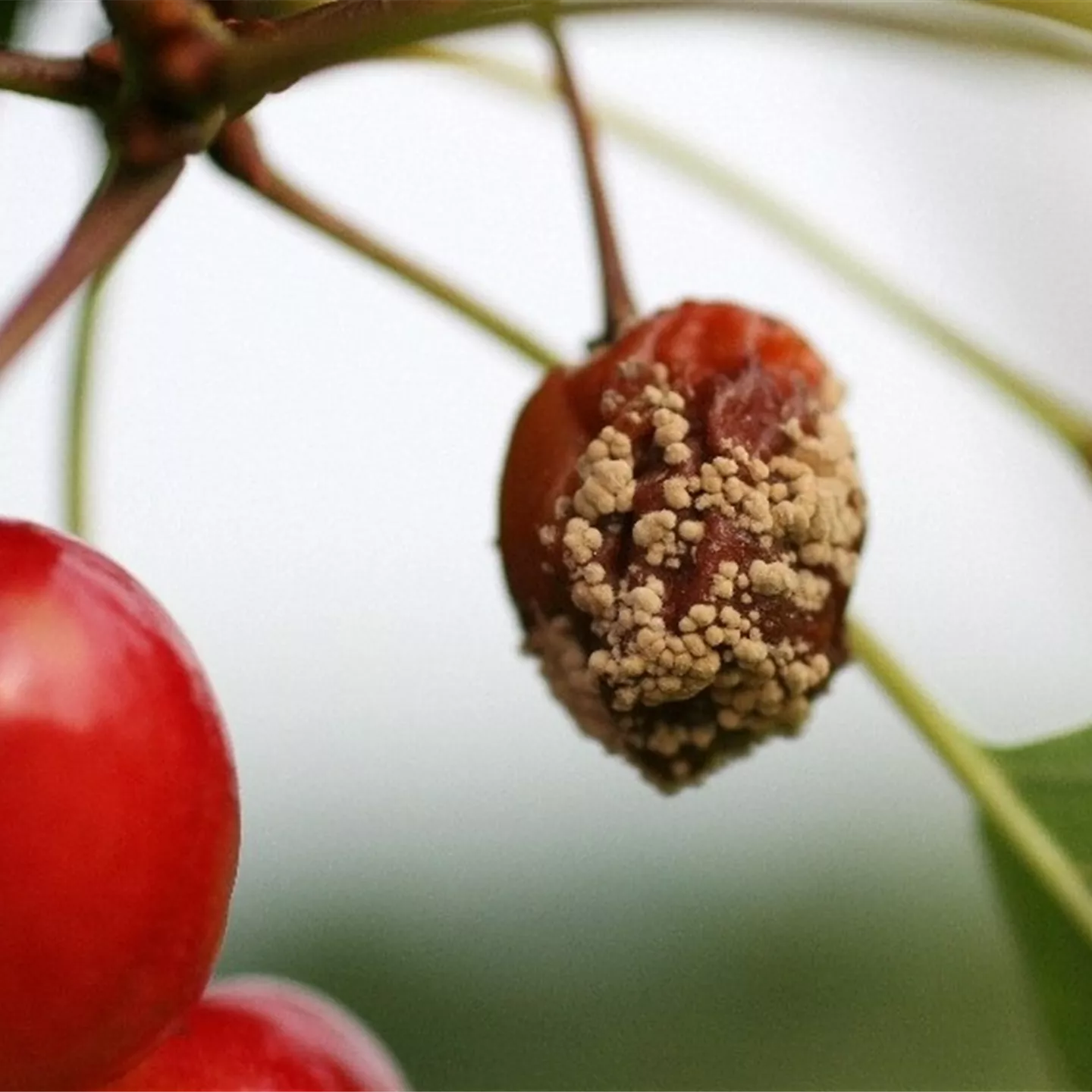 Fruchtfäulen an Kirschen