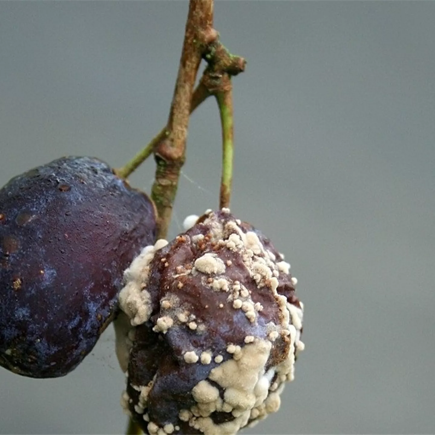 Fruchtfäulen an Pflaumen und Zwetschen
