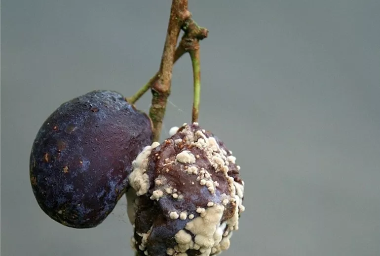 Pflaumemonilia1-800x600