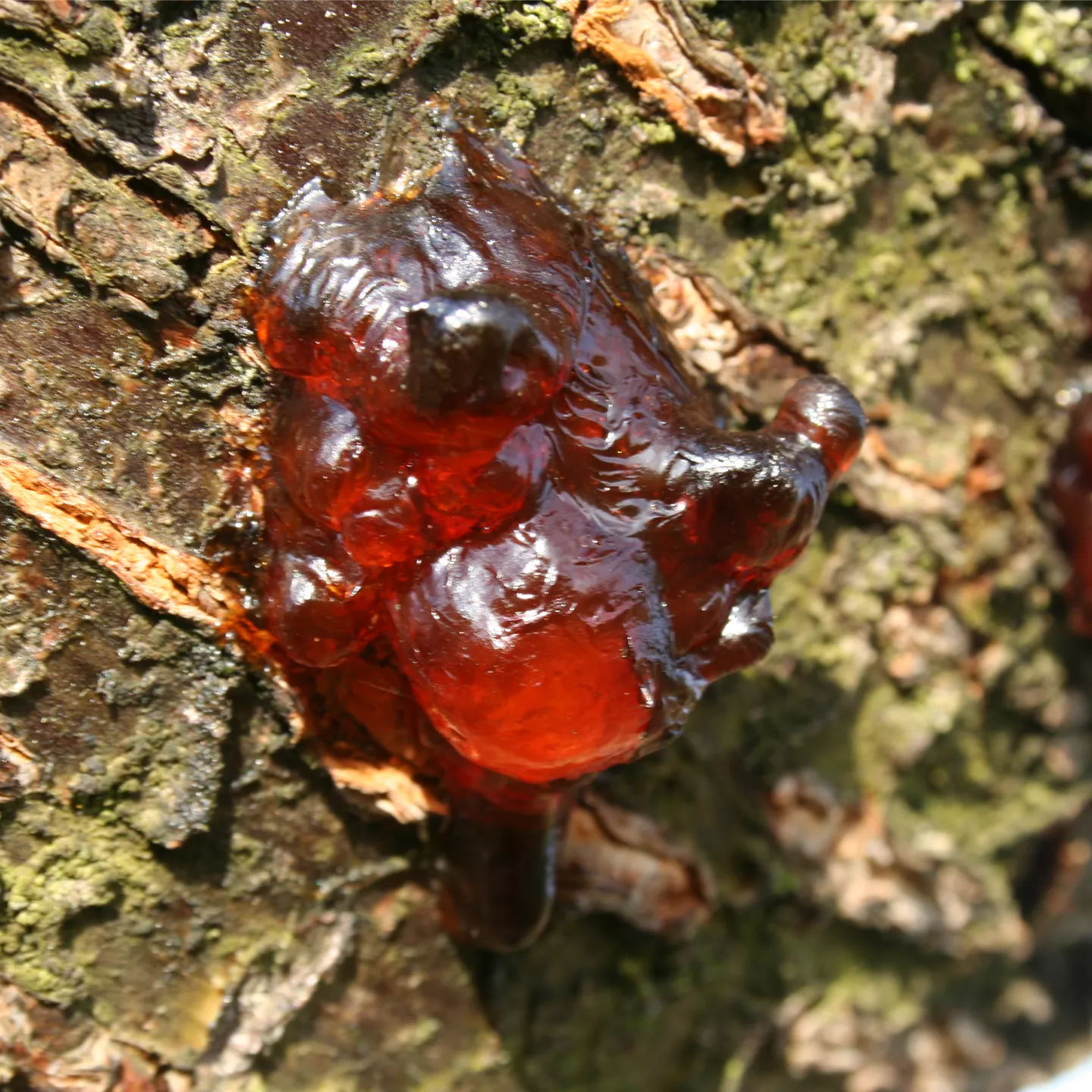 Gummifluss an Kirschen