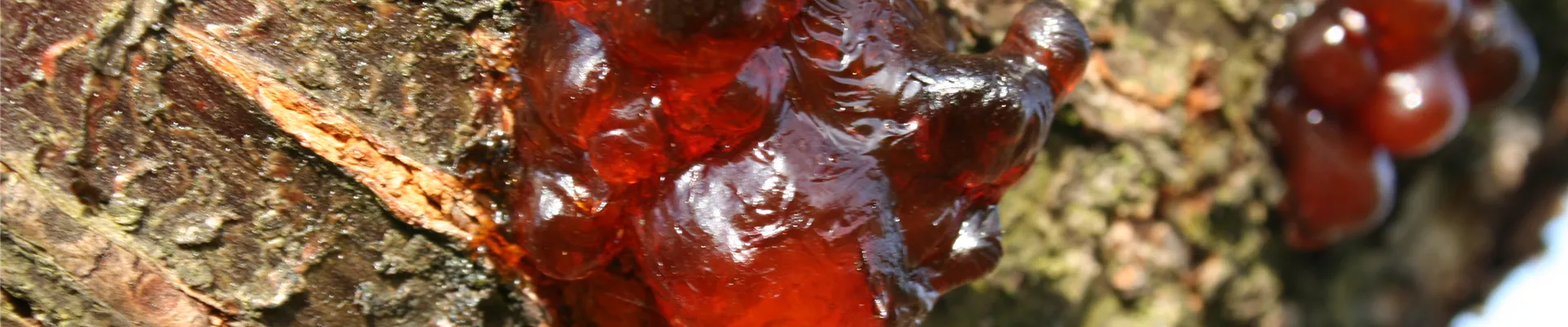 Kirsche gummi 2 14.12.06