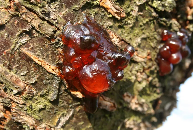Kirsche gummi 2 14.12.06