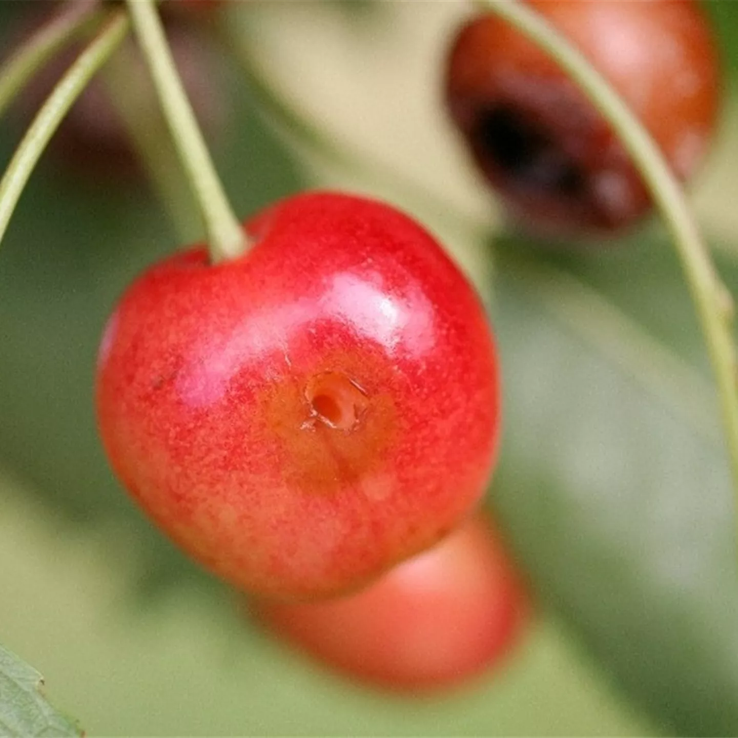 Kirschfruchtfliege