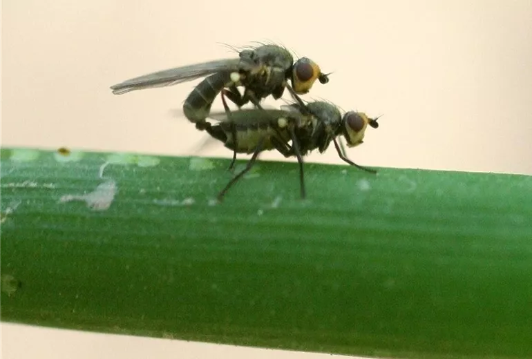 Lauchminierfliegeadulte1-800x600