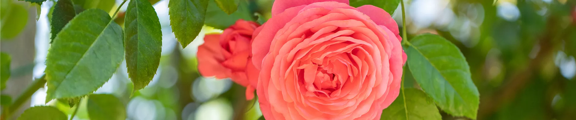 Kletterrose, rot