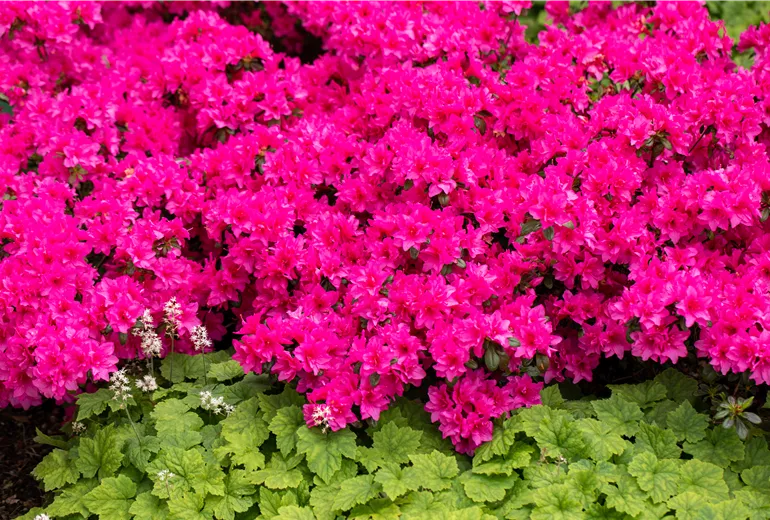 Rhododendron obtusum 'Melina'
