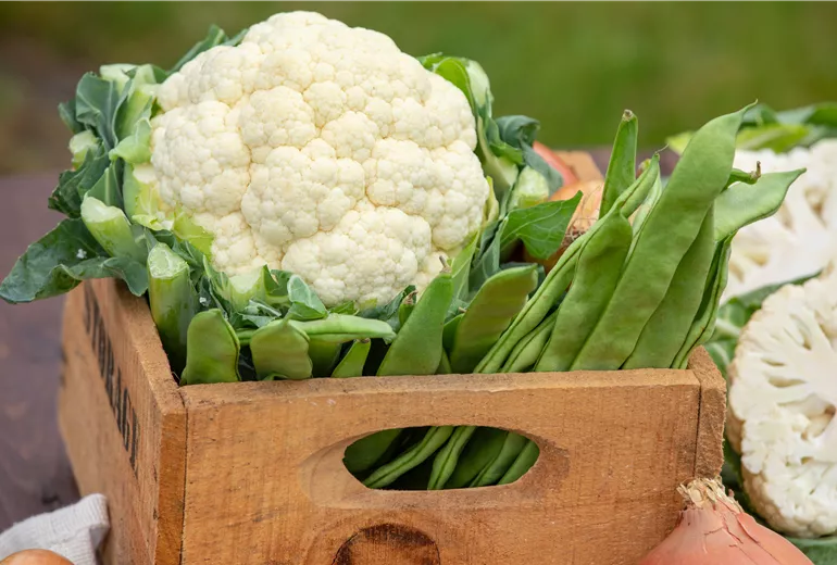 Blumenkohl