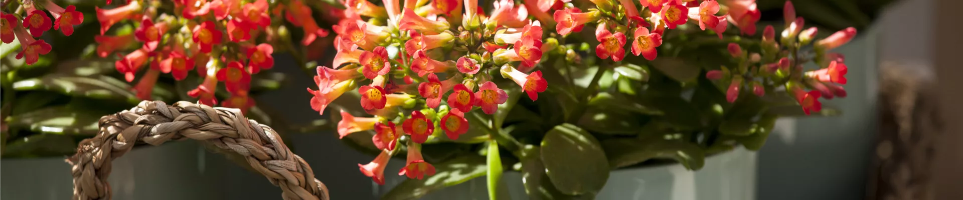 Kalanchoe