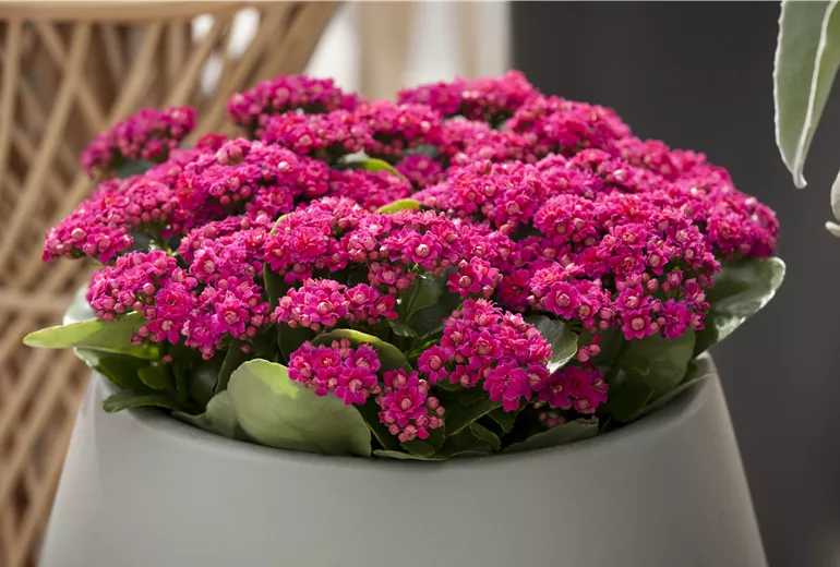 Kalanchoe blossfeldiana