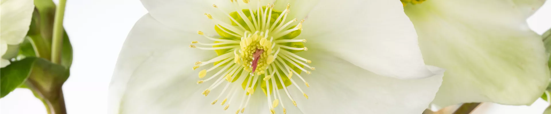 Helleborus niger