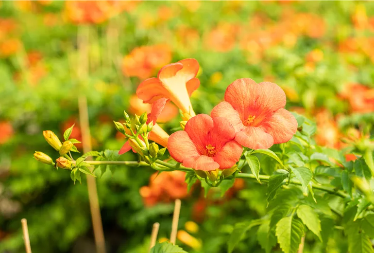 Campsis grandiflora