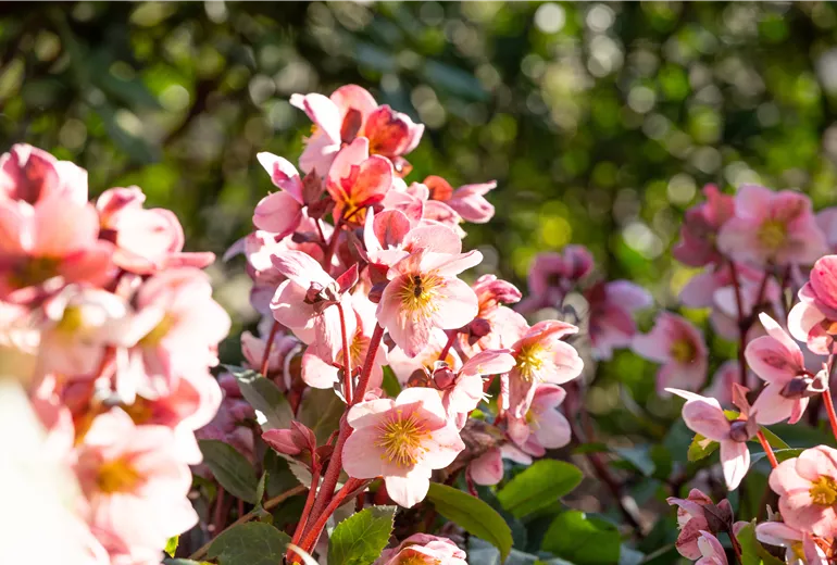 Helleborus Hybride 'HGC® Pink Frost'