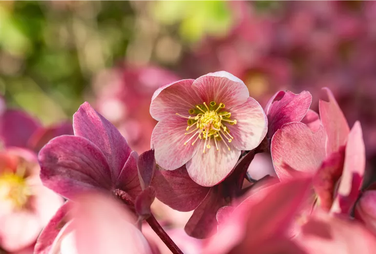 Helleborus Hybride 'HGC® Pink Frost'