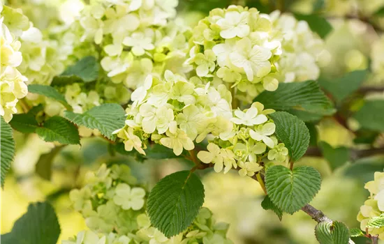 Laubgehölze pflegen – So bleibt der Garten schön