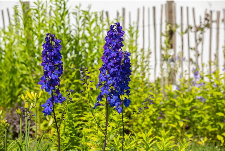 Delphinium x elatum 'Finsteraarhorn'