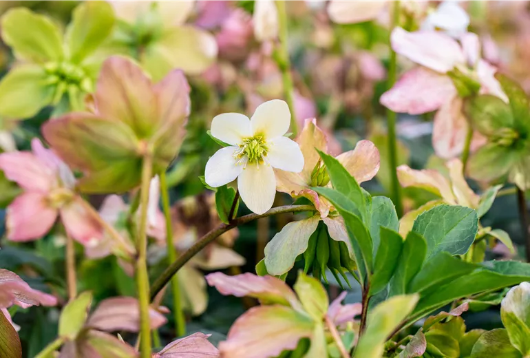 Helleborus niger 'Praecox'