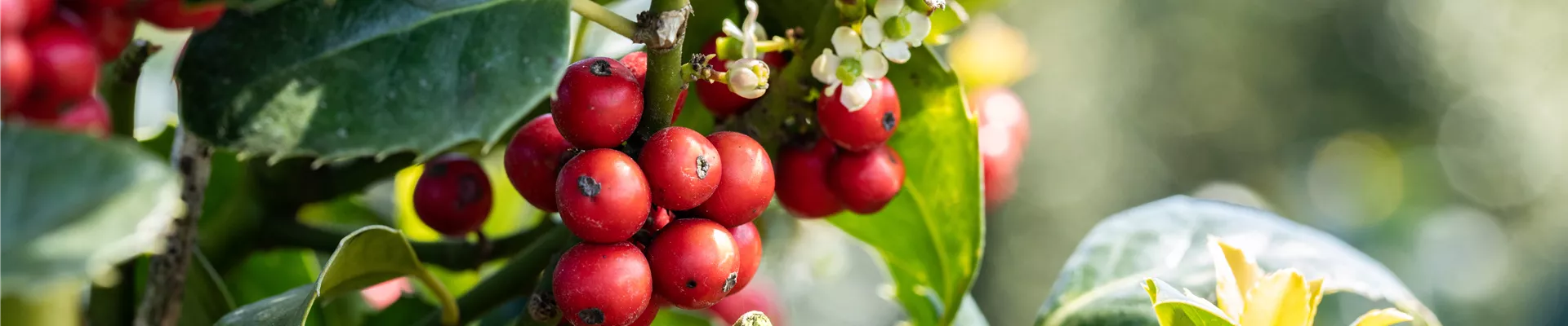 Ilex aquifolium