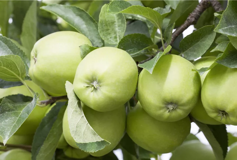 Malus domestica 'Golden Delicious'