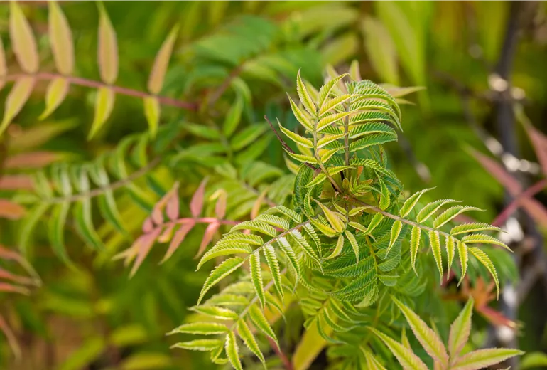Sorbaria sorbifolia 'Sem'(s)