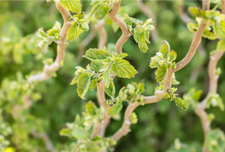 Corylus avellana 'Scooter'