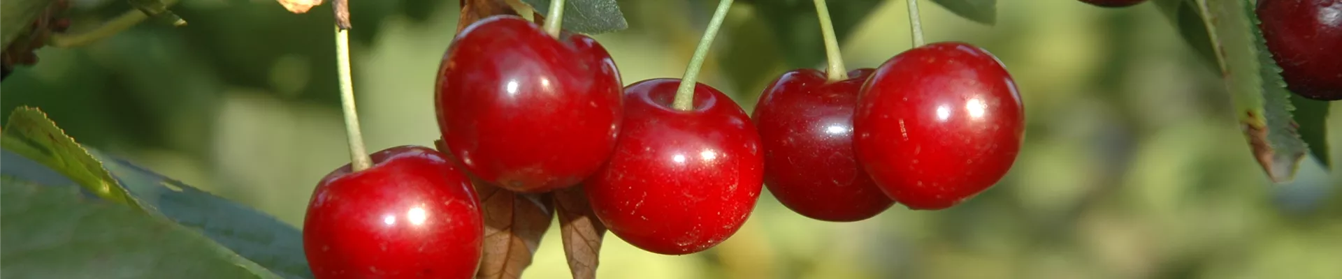 Prunus cerasus 'Vowi'(s)