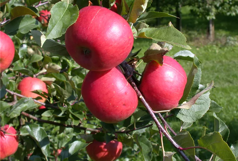 Malus domestica 'Topaz'(s)